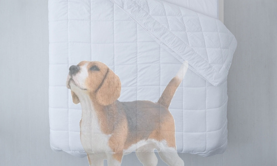 Von einem Hund träumen – was bedeutet ein Traum von einem Hund? – Matratze online kaufen | Godre | Finden Sie die beste Matratze