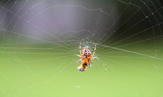 Spinnentraum, was bedeutet ein Traum über Spinnen? – Matratze online kaufen | Godre | Finden Sie die beste Matratze